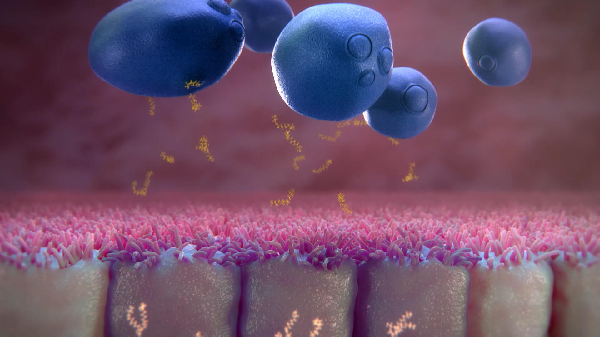 Saccharomyces Boulardii Cncm I 745 A Unique Yeast Probiotic With Proven Gastro Intestinal Health Benefits That Target Diarrhea And Its Causes