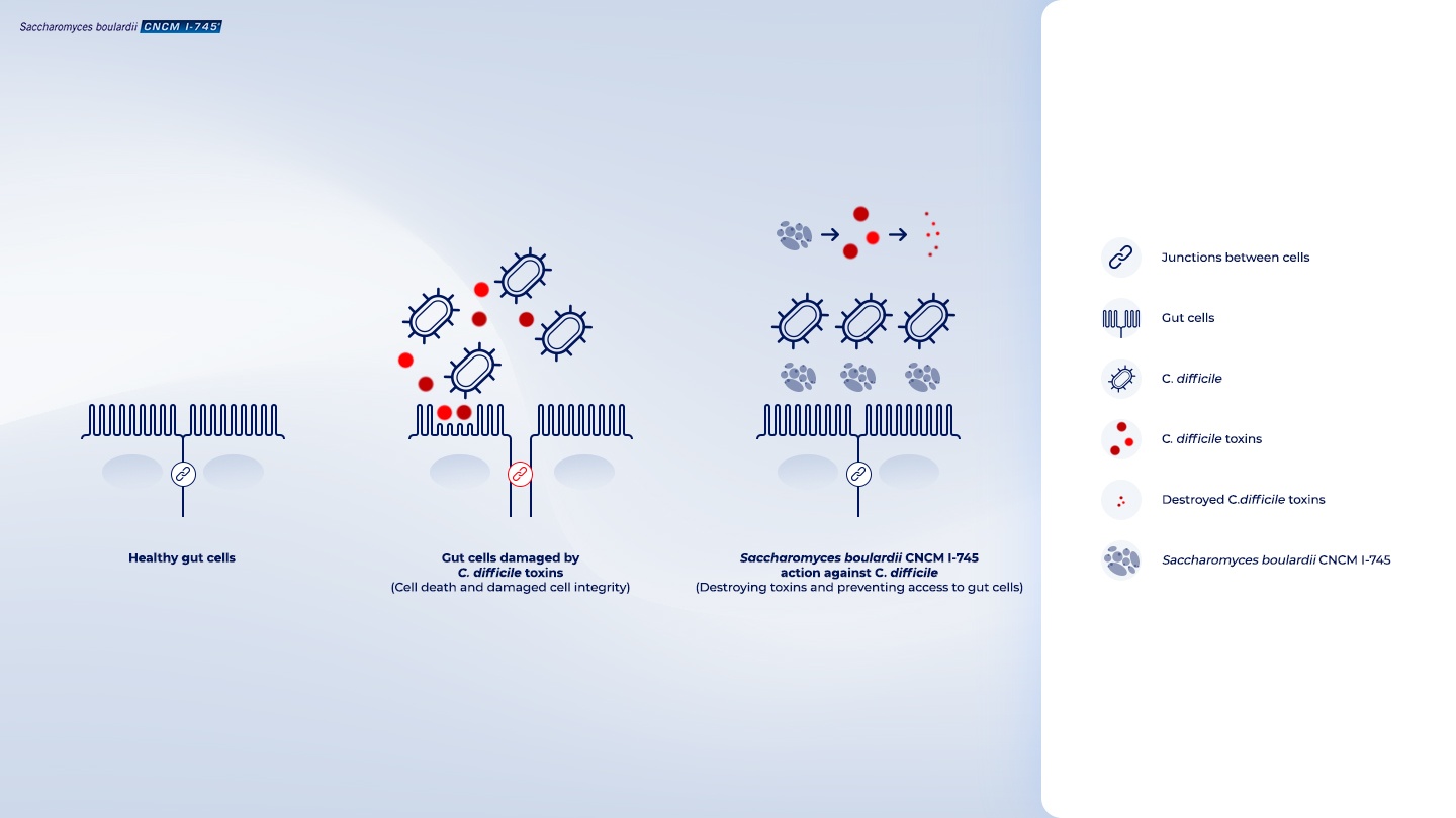 Diversity of Saccharomyces boulardii CNCM I-745 mechanisms of action  against intestinal infections