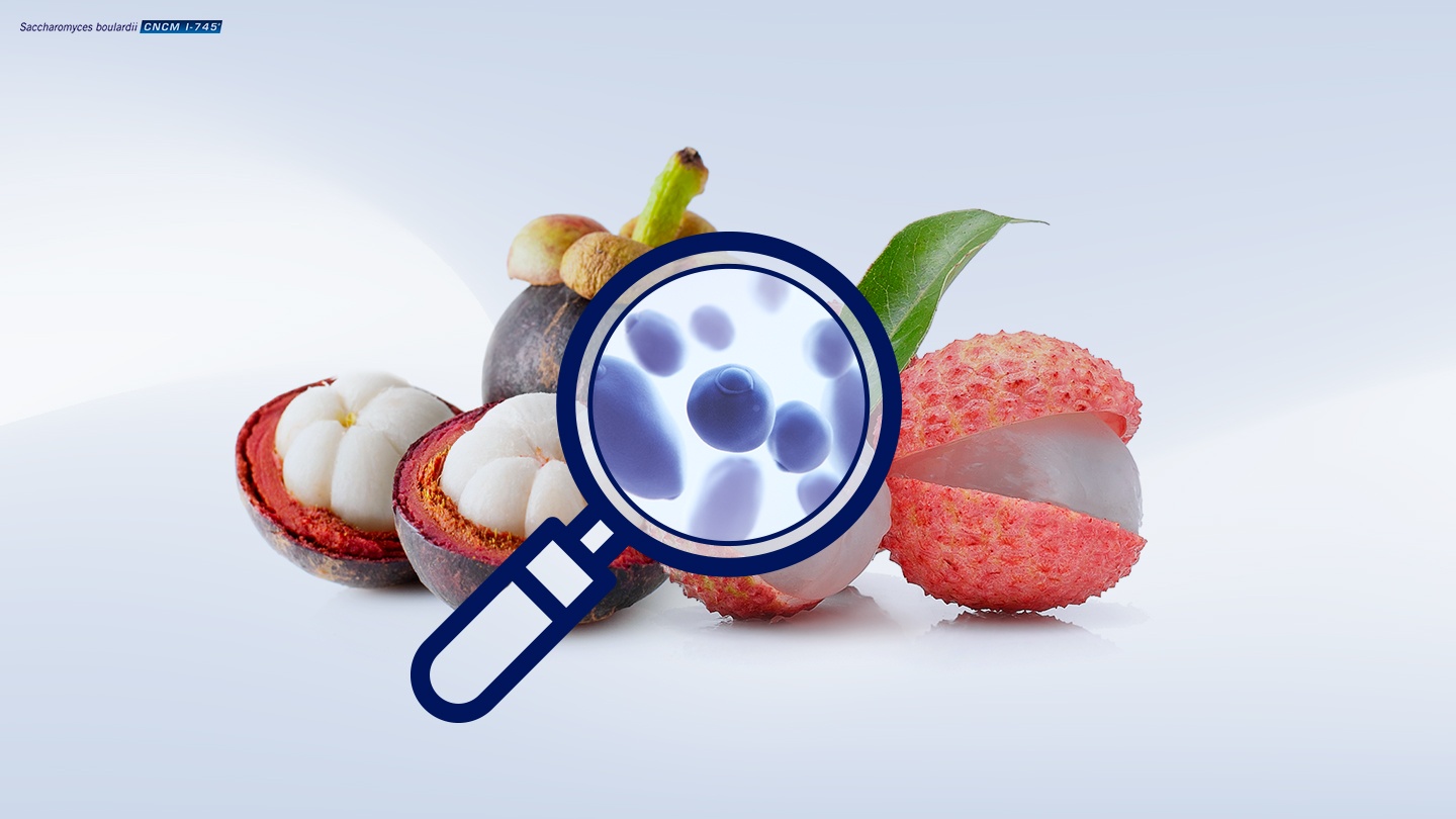 Image of the single strain probiotic yeast Saccharomyces boulardii CNCM I-745 and the tropical fruits (litchi and mangosteen) the yeast was isolated