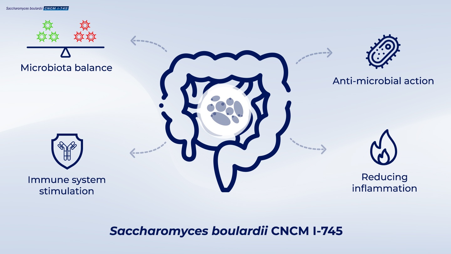 Schematic with pictograms depicting the multiple ways in which Saccharomyces boulardii CNCM I-745 addresses the causes of diarrhea.