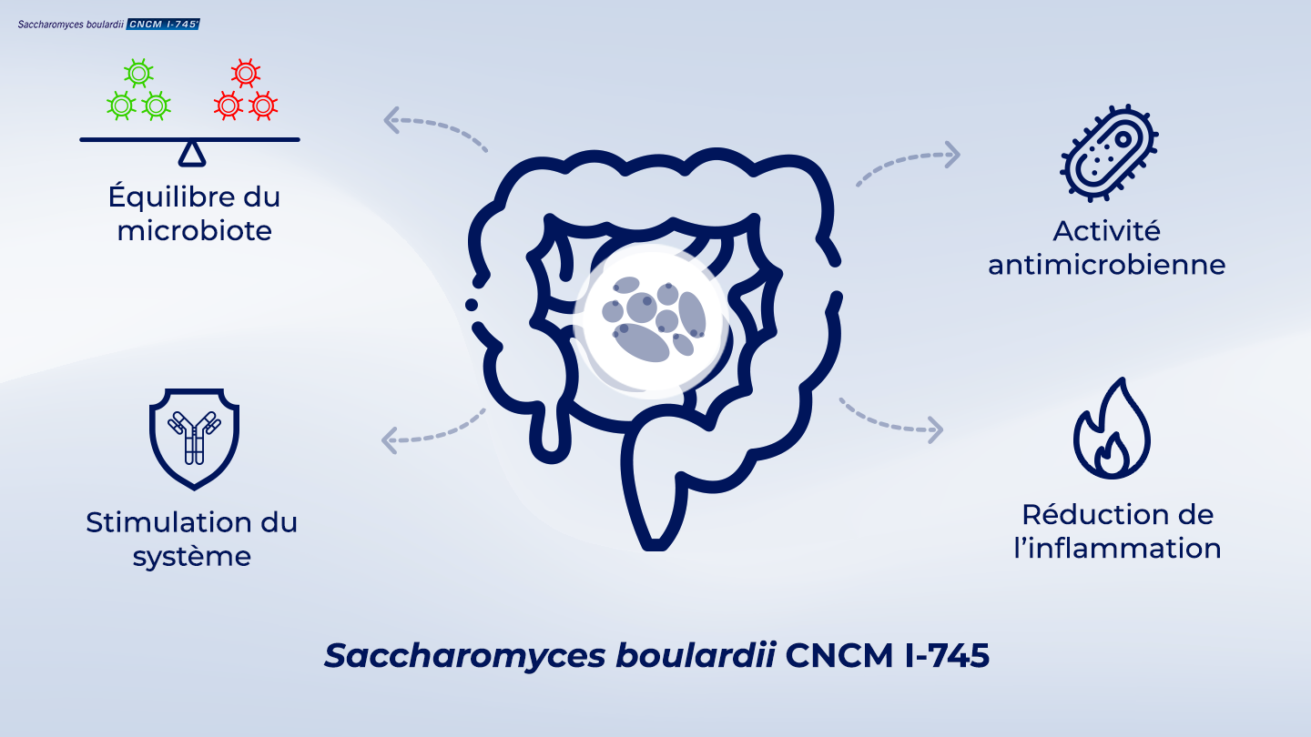 image https://www.saccharomycesboulardii.com/wp-content/uploads/2020/09/014_Single-strainarticle-2_2-4-150x150.png
